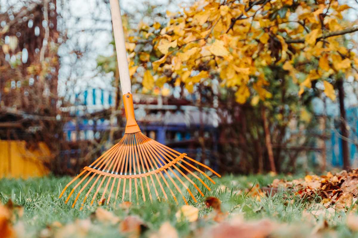 Fall clean up includes raking leaves, cleaning up the lawn and cutting the grass shorter.