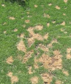 How to fix yellow spots in grass caused by dog urine